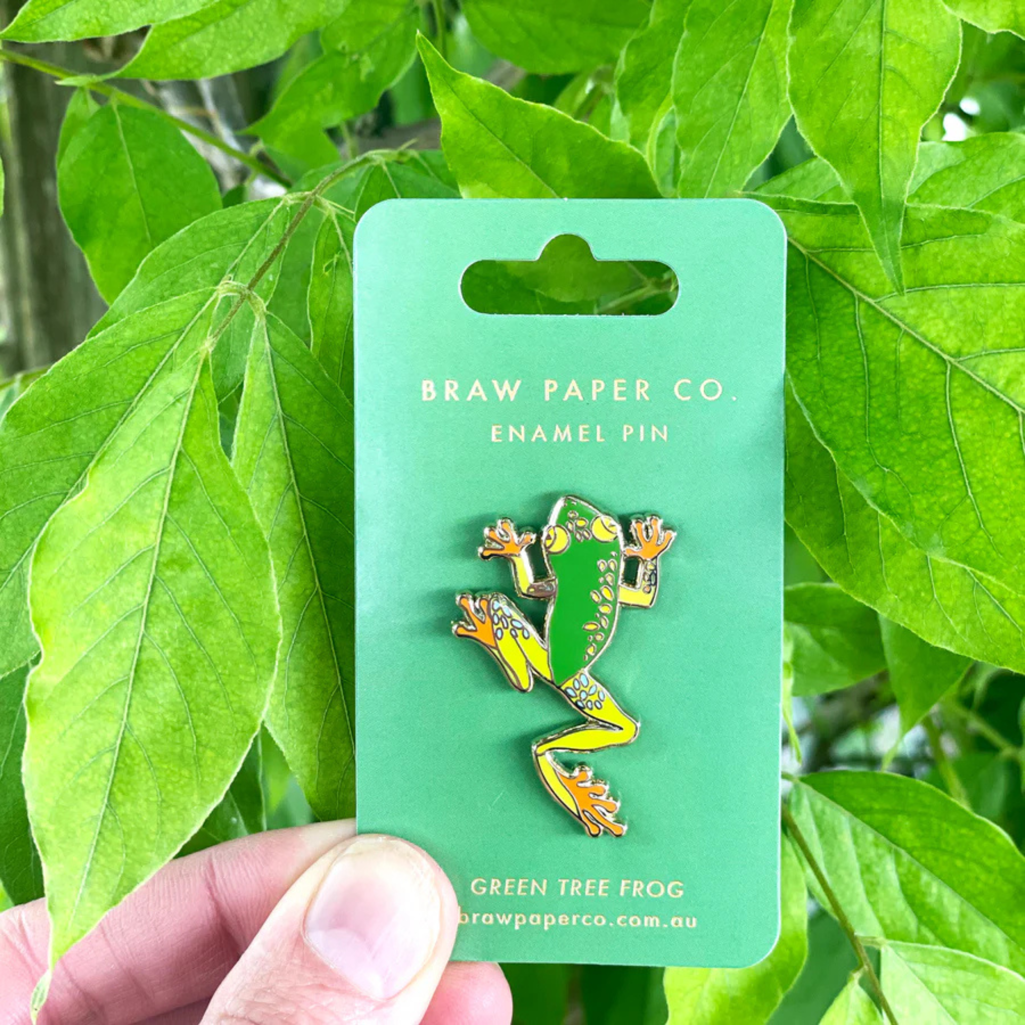 A picture of the Green Tree Frog displayed on the backing card.